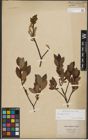 Foto von Salix phylicifolia L.
